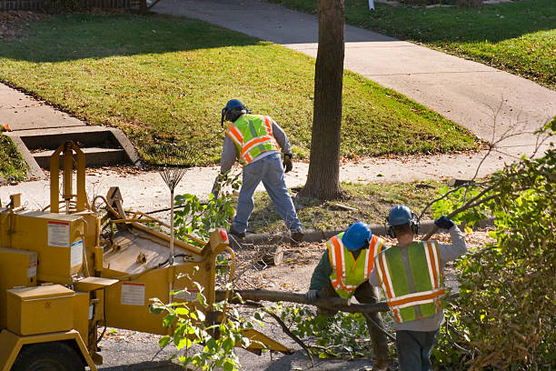 Best Tree Disease Treatment  in Terre Haute, IN